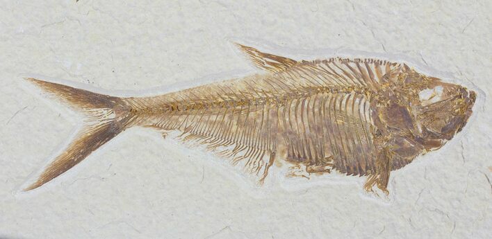 Detailed, Diplomystus Fossil Fish - Wyoming #79056